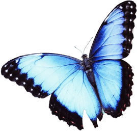 blue butterfly