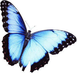 blue butterfly
