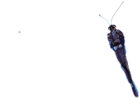 butterfly body