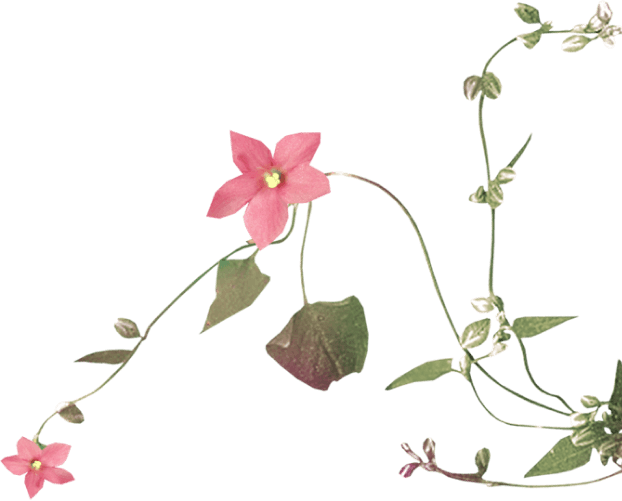 Flower vine right