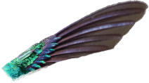 hummingbird back wing