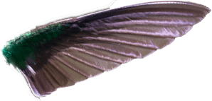 hummingbird front wing