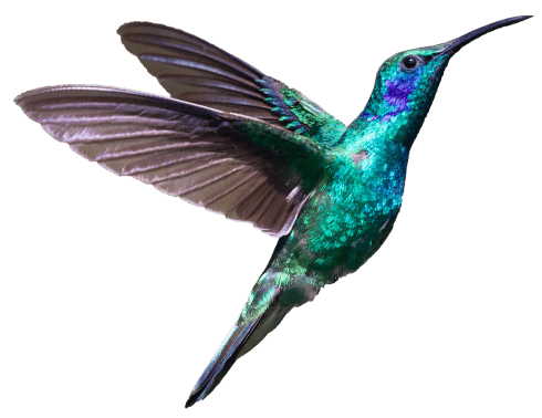 hummingbird left