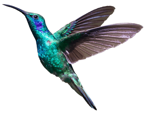 hummingbird right