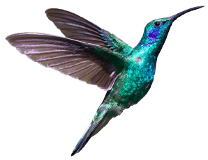 hummingbird left