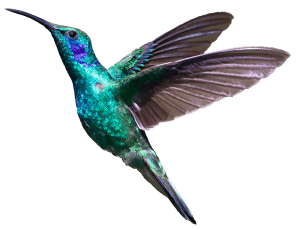 hummingbird right