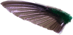 hummingbird front wing