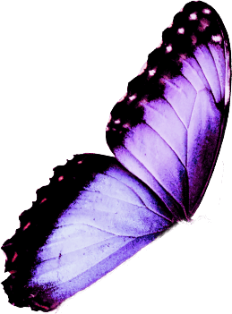 hummingbird left wing