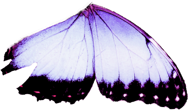 butterfly right wing