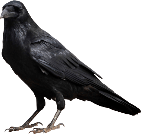 standing crow