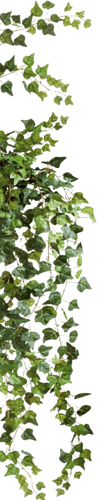 vines left